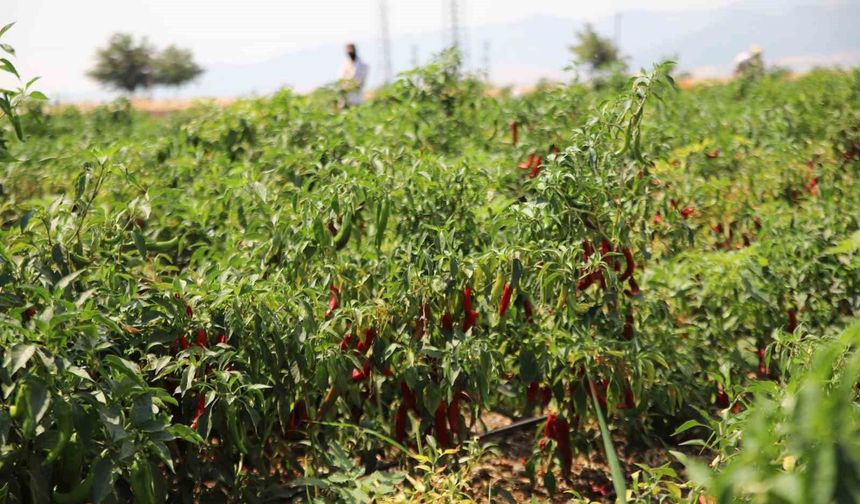 Gaziantep'te en acı hasat