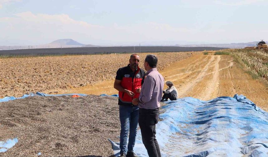 Karapınar'da ayçiçeği ve patates hasadı sürüyor