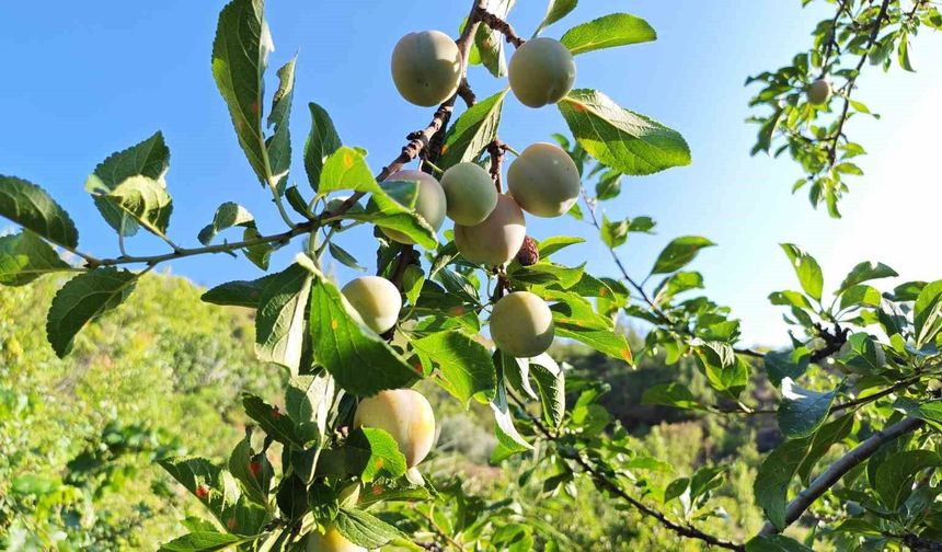 Manisa'da 138 yıllık lezzette hasat başladı