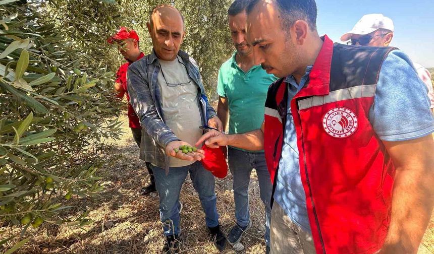 Manisa'da 2026 zeytin ve zeytinyağı rekoltesi sahada belirlenecek