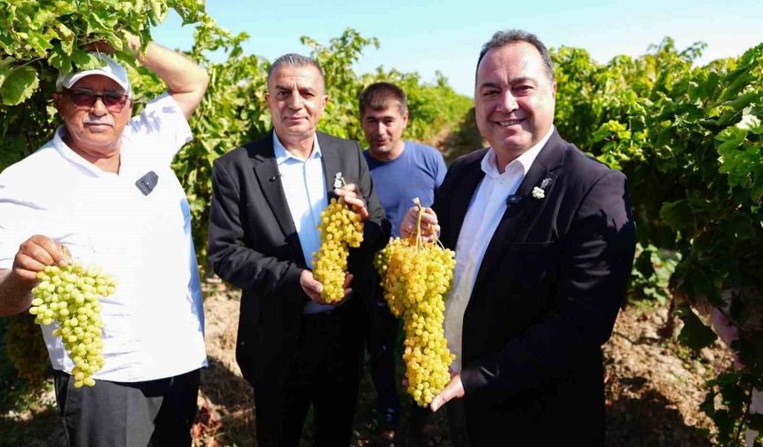 Manisa'da bağbozumu heyecanı başladı