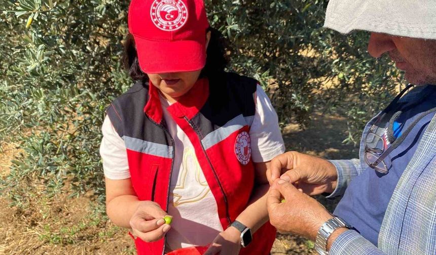 Manisa'da zeytin sineği uyarısı