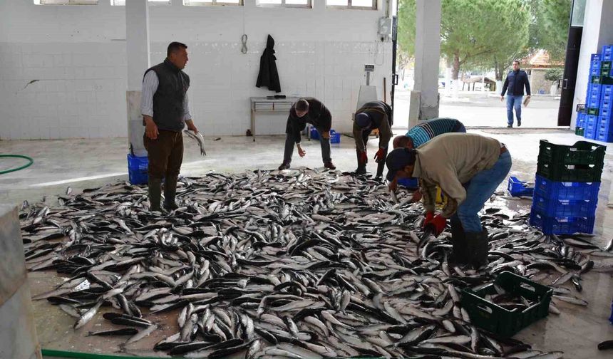 Muğla'nın ihracatında su ürünleri, zeytin ve madencilik öne çıkıyor