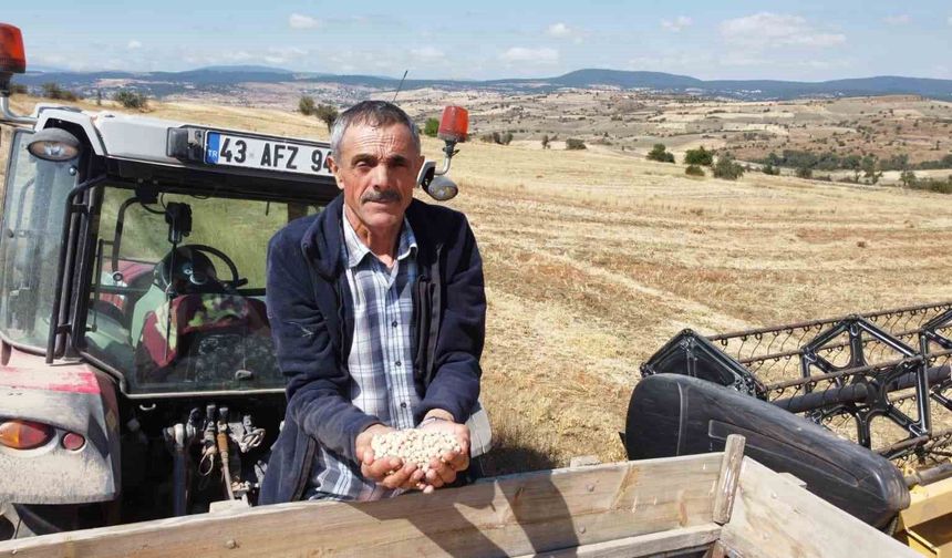 Yerli nohut çeşidinde hasat zinciri büyüyor