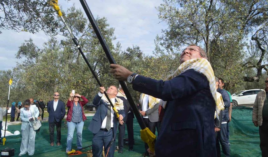 21. Uluslararası Zeytin Hasat ve Turizm Festivali'nde hasat yapıldı