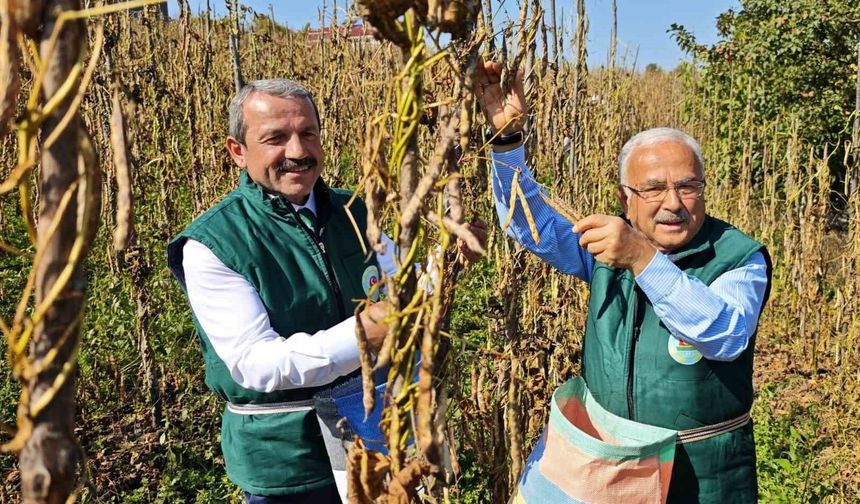 Akkuş şeker fasulyesi üretimi 14 yılda 25 tondan 2 bin 200 tona yükseldi
