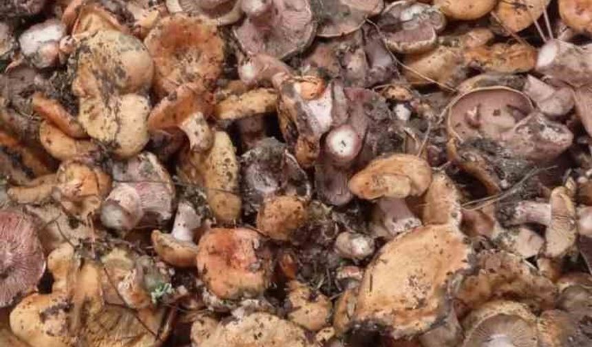 Ankara'da kanlıca mantarı hasadı başladı