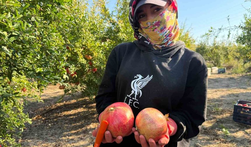 Antalya'da yağmur uyarıları nar hasadını öne çekti: Tarlada kilosu 15-30 lira arasında