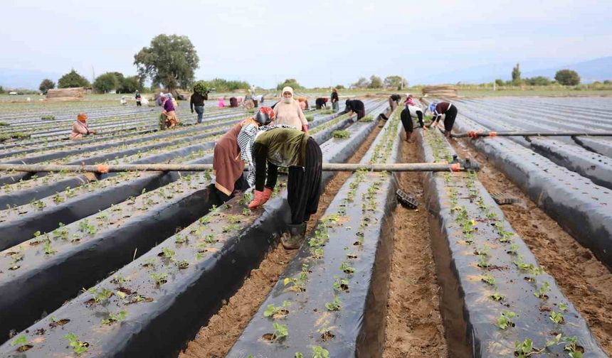Aydın'da çilek üreticisi yeni sezon dikimlerine başladı