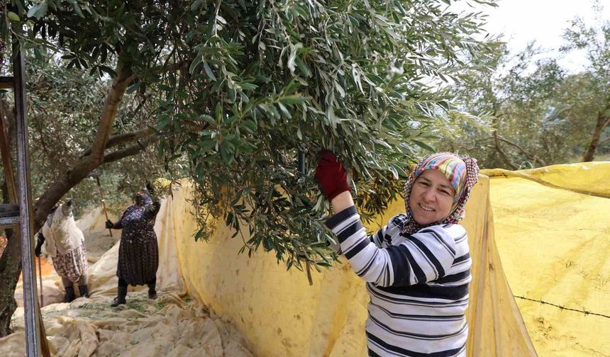 Aydın'da zeytin hasadı başladı