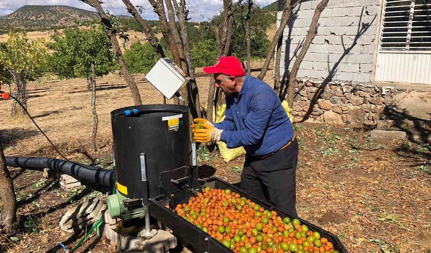 Bingöl'de ceviz hasadı başladı: 150 dönümden 6 ton ürün