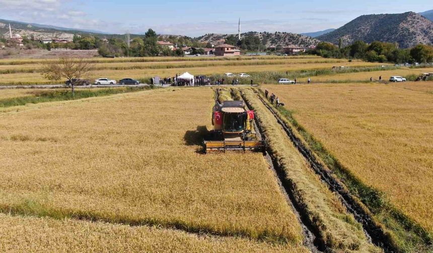 Coğrafi işaretli Tosya pirincinde hasat başladı