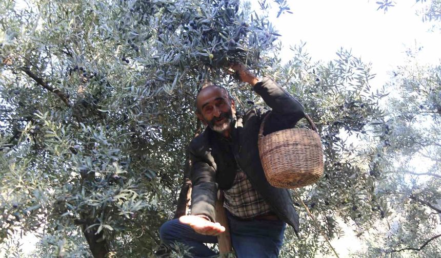 Çoruh Vadisi'nde Butko zeytini hasadı başladı