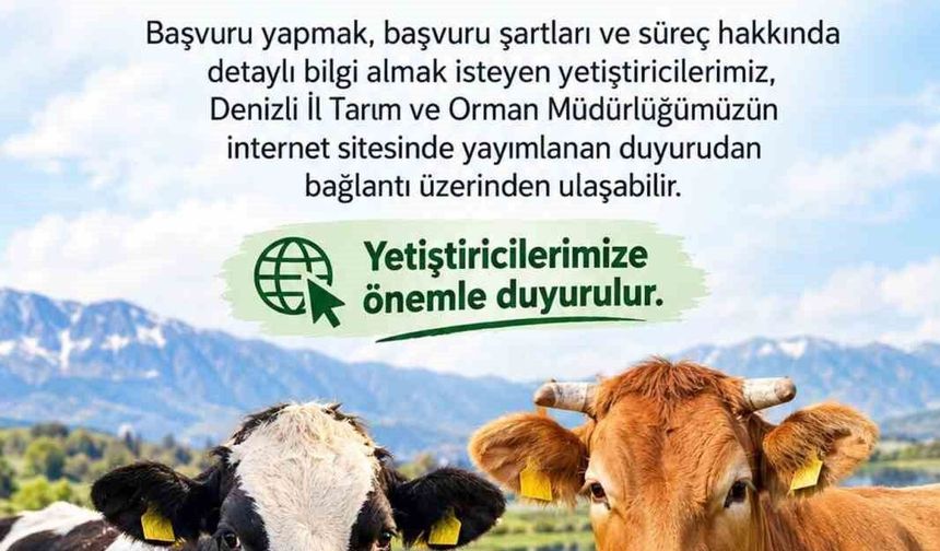 Denizli'de 2027 yılı besilik sığır ithalatı başvuruları başladı
