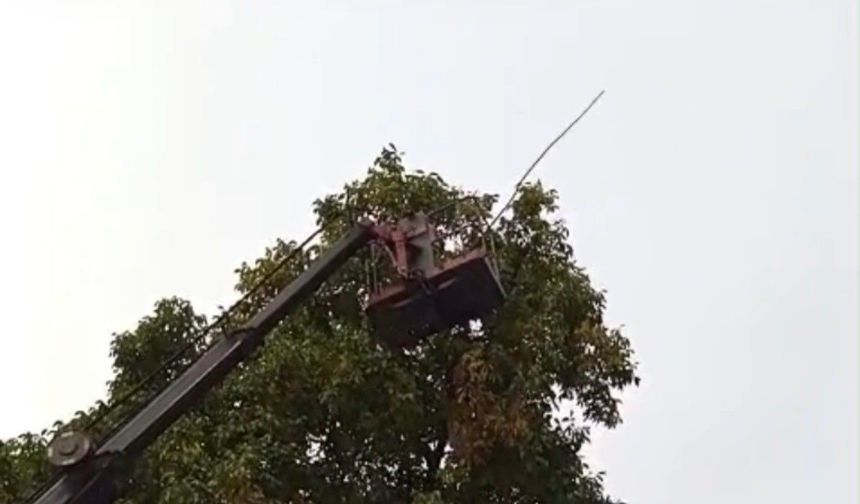 Doski Vadisi'nde vinçle ceviz hasadı yapıldı
