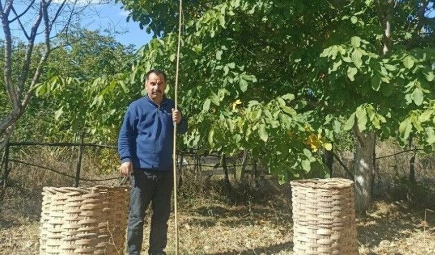 Emet'te ceviz hasadı başladı