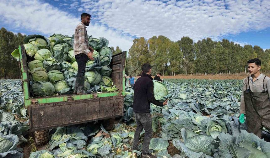 Erciş'te tescilli lahana hasadı başladı