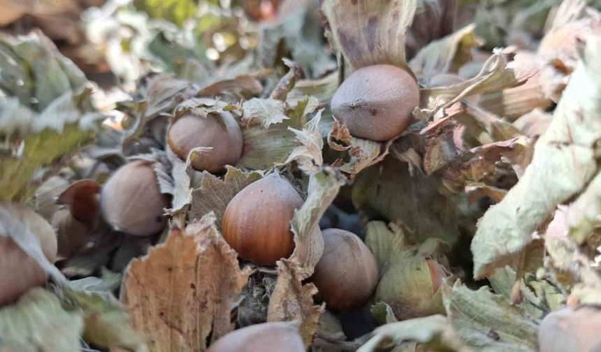 Fındık ihracatı geçen yılın altında kaldı