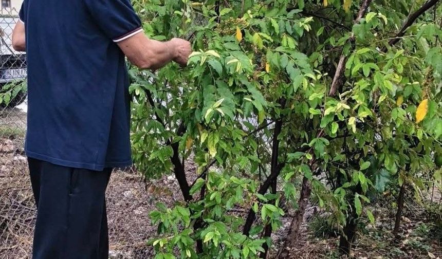 Kahramanmaraşlı üretici 'Japon İğdesi' yetiştirdi