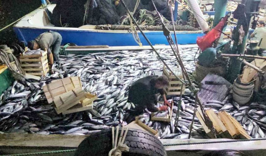 Karadeniz'e palamut bereketi sürüyor: Kasa kasa palamutla limana dönüyorlar