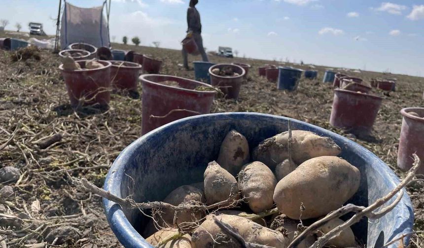 Konya, patates üretiminde Türkiye üretiminin yüzde 10,9'unu karşılıyor
