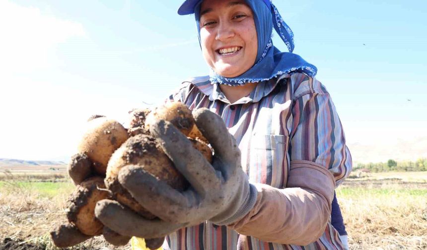 Korkuteli'nde ilaçsız patateslerin hasadı yapıldı