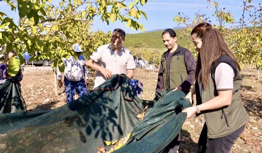 Orman köylüsüne gelir kapısı olan ağaçlar meyve verdi