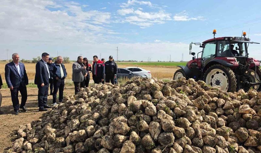 Sultanhanı'nda şeker pancarı hasadı başladı