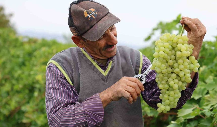 Tescilli üzümde hasat devam ediyor: 80 bin ton rekolte bekleniyor