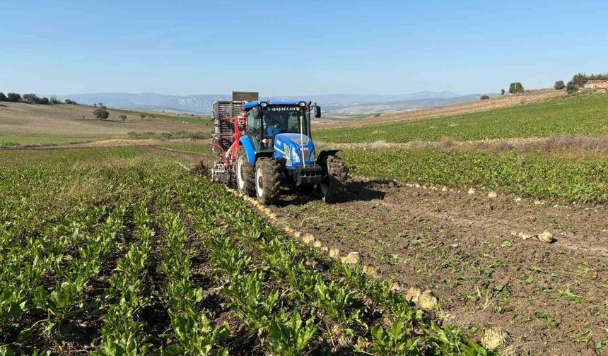 Vezirköprü'de pancar hasat dönemi başladı