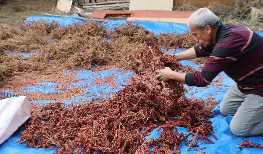 Yabani sumakları aşılanıp üretime kazandırıldı: Kilosu 900 TL'den alıcı buluyor