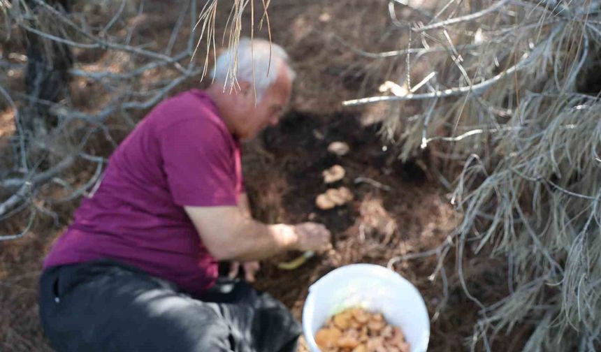 Yağmurlarla birlikte çam ormanları mantarlarla doldu