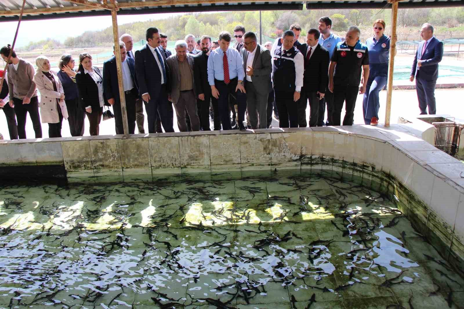 Bu balığın havyarı 'siyah inci': Karadeniz'e 8 bin adet dağıtılacak, çiple takip edilecek