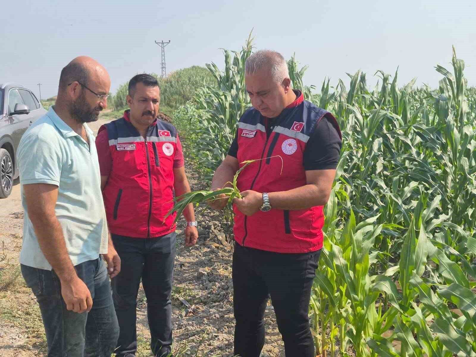 Antakya'da mısır hasadı devam ediyor