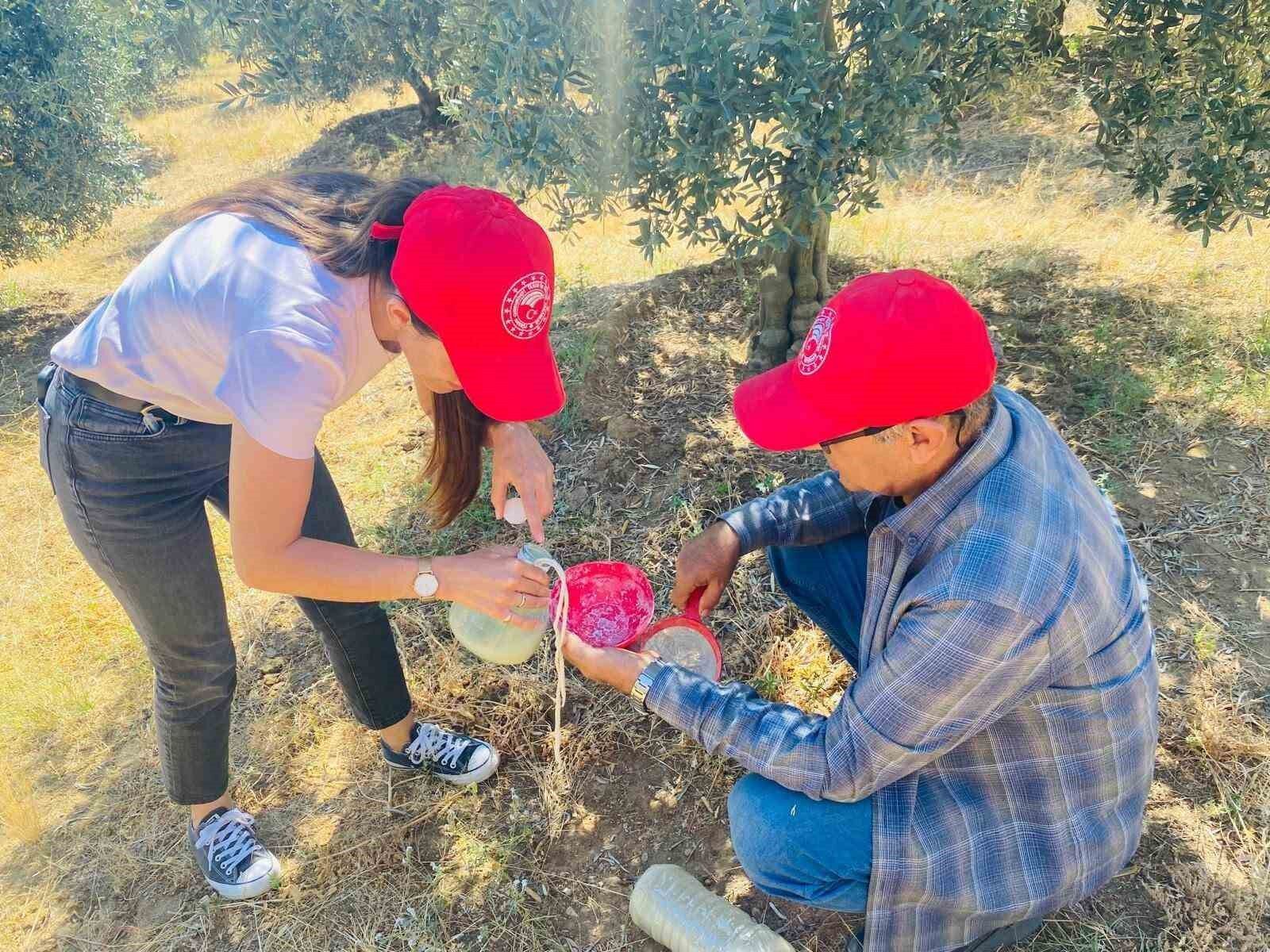 Salihli'de 'zeytin sineği' uyarısı