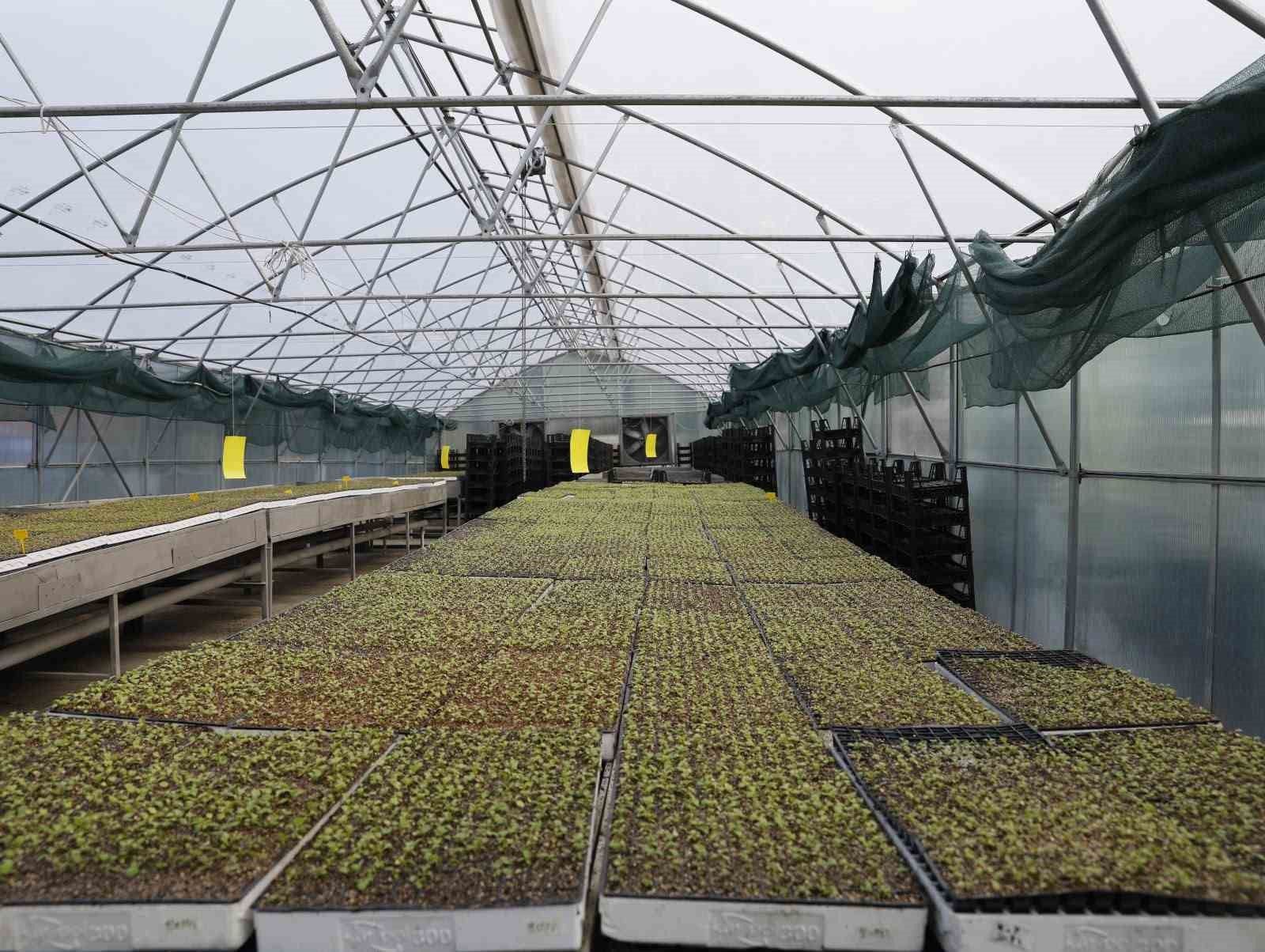 Akçaabat'ta 65 bin marul fidesi çiftçilere teslim edildi