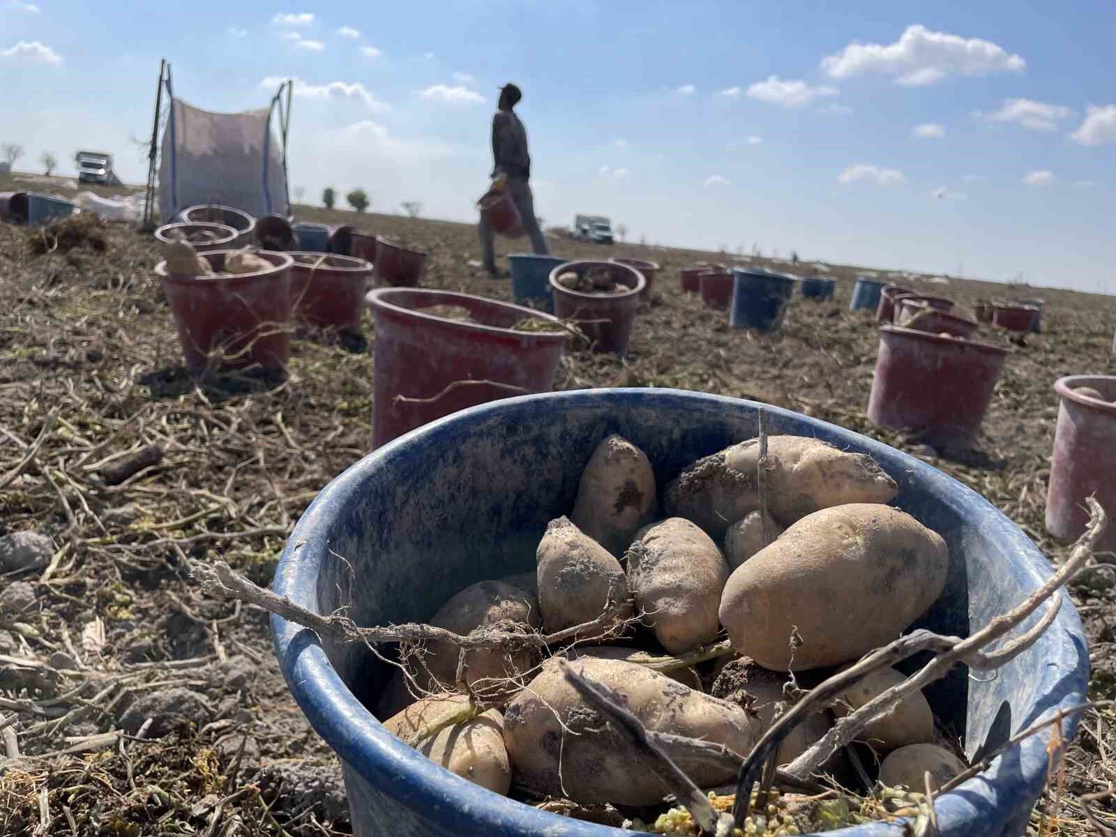 Konya, patates üretiminde Türkiye üretiminin yüzde 10,9'unu karşılıyor