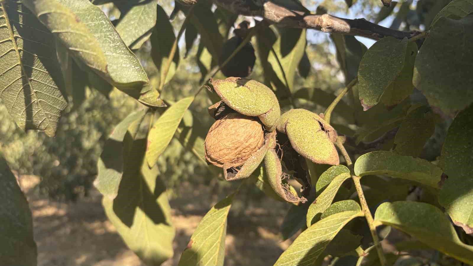 Osmaniye'de 150 dönümlük arazide 4 bin ceviz ağacında hasat başladı
