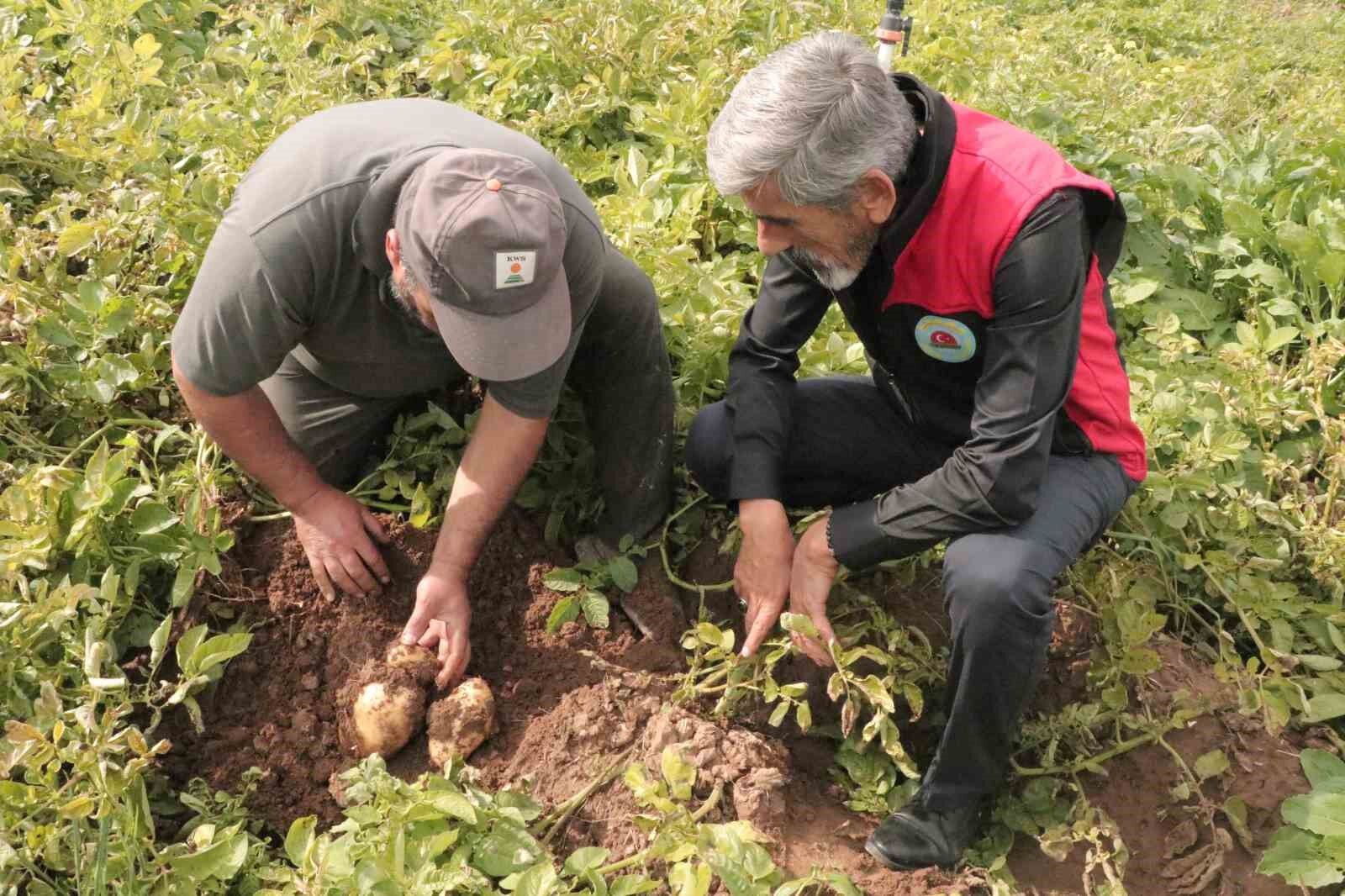 Türkiye'de patates sökümünün en son yapıldığı Sivas'ta söküm için gözler 29 Ekim'e çevrildi
